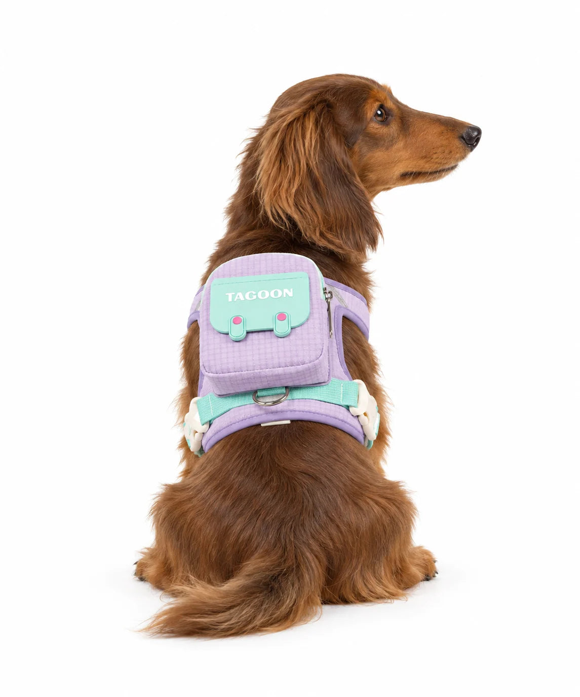 Dog wearing the purple PawPocket Harness & Leash Set
